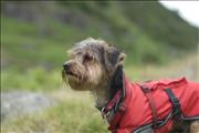 Cold Wet Toby